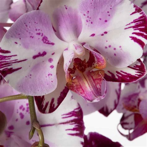 The Symbolic Meaning of Phalaenopsis Magic Art Orchids: Messages from Nature